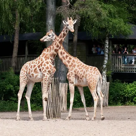 Comfort By Europarcs De Hooge Veluwe * Arnhem