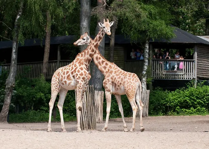 Comfort By Europarcs De Hooge Veluwe * Arnhem